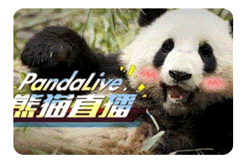 Panda Live
